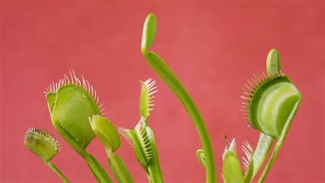 Do Venus Fly Traps Eat Gnats and Fruit Flies? Explained!