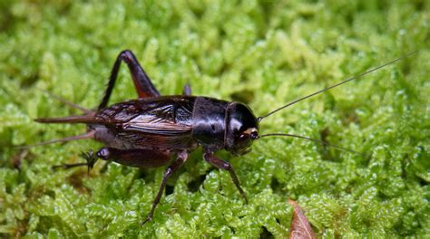 What Sound Do Owls Make | Audiolover