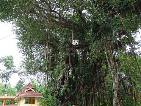 Koottathilara Sree Vishnumoorthy Temple at Nileshwaram, Kasaragod