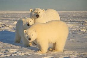 Image result for polar bear