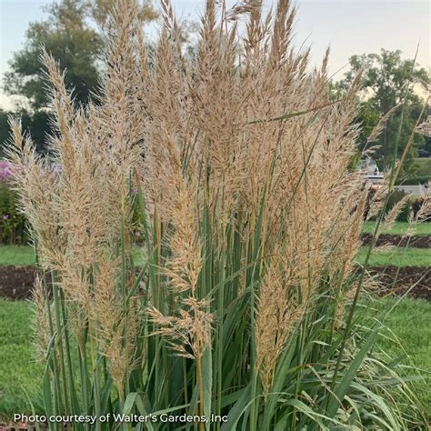 Yellow Prairie Grass 'Golden Sunset®' - Vandermeer Nursery Ltd