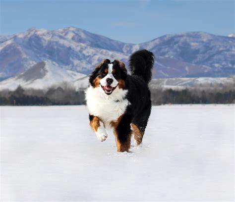 Bernese Mountain Dog Corgi Mix