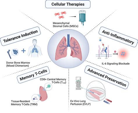 Frontiers | Novel approaches for long-term lung transplant survival