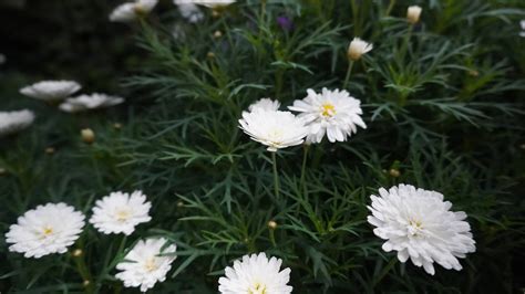 Download Tumblr Flower White Daisies Wallpaper | Wallpapers.com