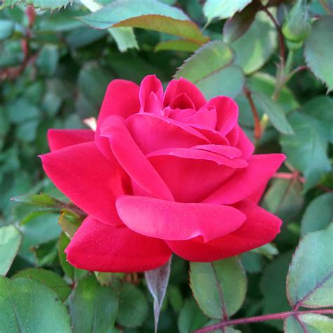 Double Knockout Roses Plant Care Guide | Plantly