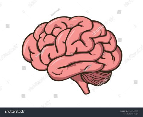 Brain Illustration