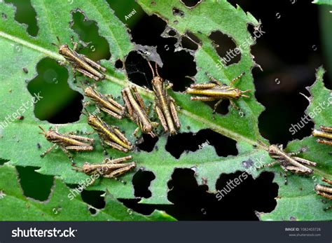 Locusts Eating Crops
