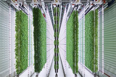 Richmond selected as site for world’s largest vertical farm - WTOP News