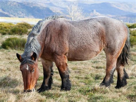 Bay Roan Horses - The Equinest