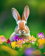 Image result for Cute Rabbit 1086