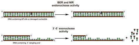 Kinetic Features of 3′-5′ Exonuclease Activity of Human AP-Endonuclease ...