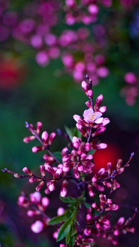 flower pictures hd