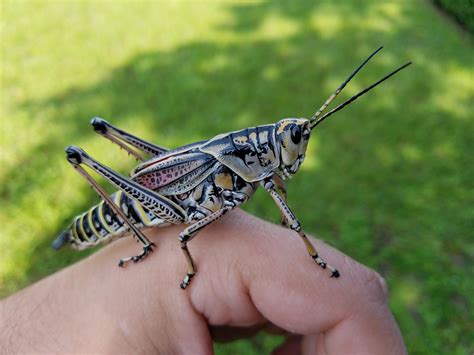 The Eastern Lubber Grasshopper | Gardening in the Panhandle
