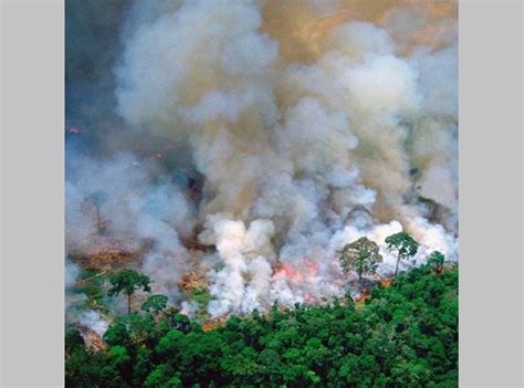 Amazon Rainforest fire: Cause, impact, everything you need to know