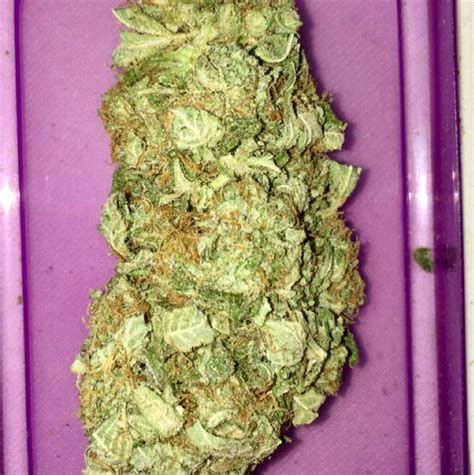 Photos of AK-47 Weed Strain Buds | Leafly