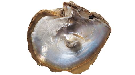 How Are Pearl Oysters Formed at Bill Henson blog