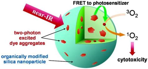 Dye-Doped Fluorescent Silica Nanoparticles for Live Cell and In Vivo ...