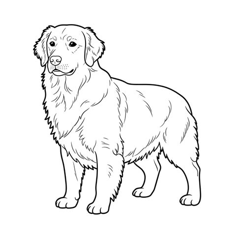 24 wyróżnień Golden retriever do kolorowania - PDF, do druku i online