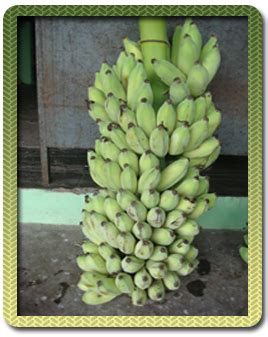 Banana Expert System