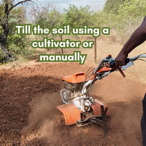 Image result for Soil Solarization Methods