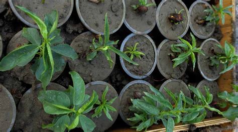 How To Grow Almond Tree From Seeds - Hobby Classes In Adibatla ...