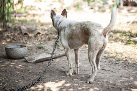 Dog Rescued After 2 Weeks Of Torture In Kerala