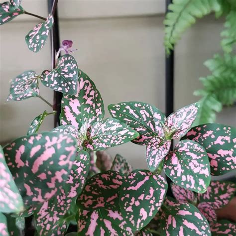 Polka Dot Plant Care Tips for Lush Growth