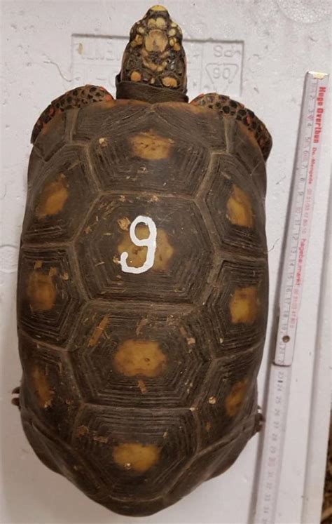 Köhlerschildkröte Chelonoidis carbonarius Weibchen in Dortmund | Tiere ...