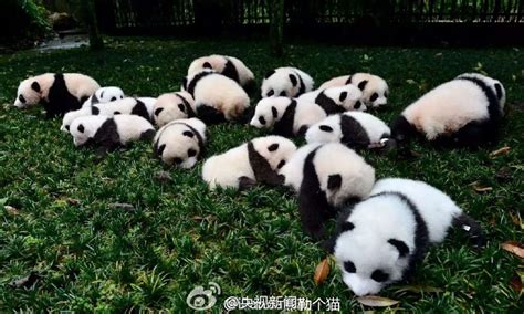 2015年新生熊猫宝宝集中亮相(组图)|大熊猫|新生|宝宝_新浪新闻