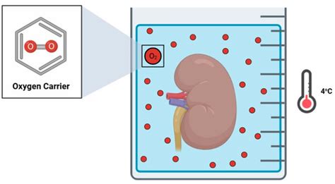 Does Oxygen Work? Evidence for Oxygenation During Kidney Graft ...