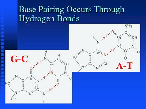 DNA Basic Unit 的图像结果