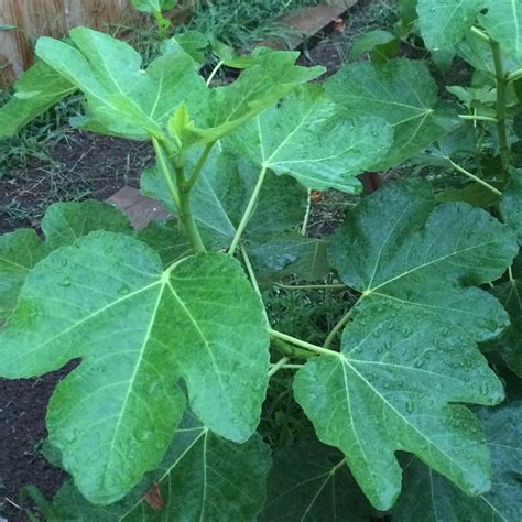 Black Madeira — french fig farm