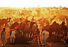 Pushkar Camel Festival Wallpaper by Must Try Activities At World S Largest Camel Fair In Pushkar Pushkar Camel Festival Wallpaper