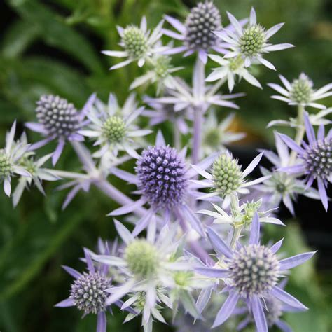 Eryngium planum Blue Hobbit Sea Holly for sale | Rare Roots