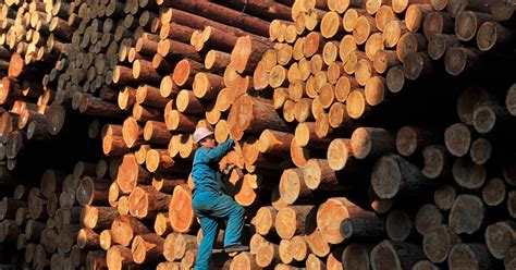 Report: Solomon Islands’ Logging Risks Forests