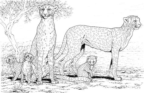Cheetah - Free Coloring Pages