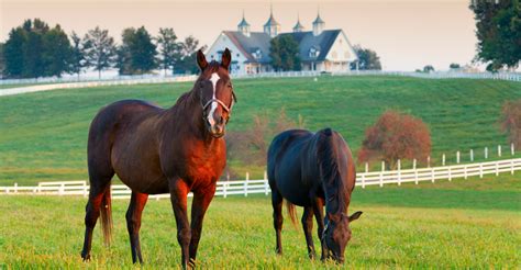 Horse Farms For Sale Lexington KY