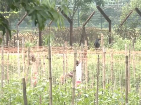 Fencing work begins along India-Bangladesh border in Bengal after BSF ...