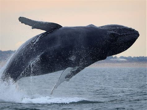 Winter Whale Watching - Virginia Beach, VA