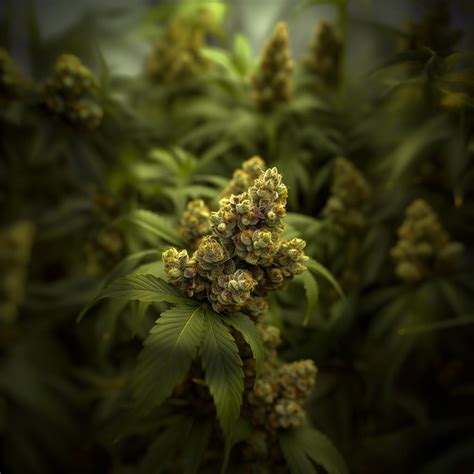 Mac V2 Strain Information & Effects