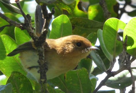 Killing Birds: invasive species in Hawaii – Birds in a Changing World