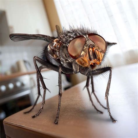 Mr Fly Rubs his Hands with Glee | Pitara Kids' Network