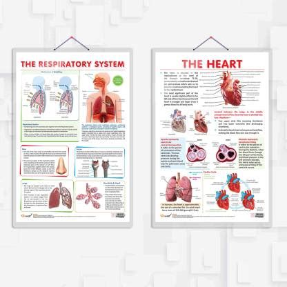 THE RESPIRATORY SYSTEM chart and THE HEART chart | combo of 2 charts ...