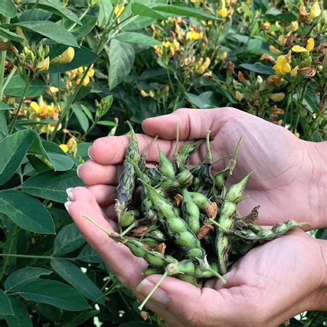 Amazon.com : CHUXAY GARDEN Pigeon Peas Seed 30 Seeds Edible Green ...