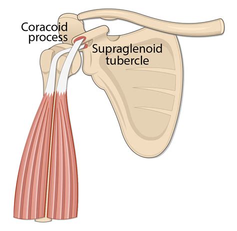 Supraglenoid Tubercle