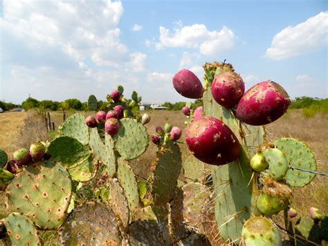 Download Prickly Pear Cactus Apples Wallpaper | Wallpapers.com