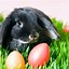 Image result for Beautiful Easter Pictures with Bunnies and Flowers