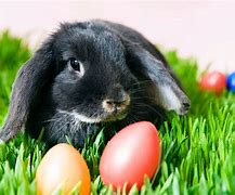 Image result for Cute Picture of an Easter Bunny Standing Up