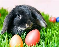 Image result for Little Easter Bunnies