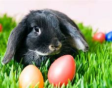 Image result for Easter Bunnies